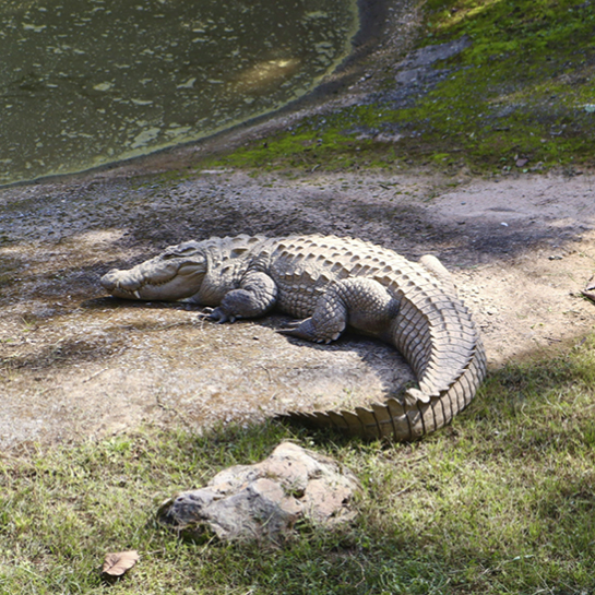 Málaga - Visita al Cocodrilo Park