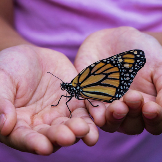 Málaga - Mariposario de Benalmádena