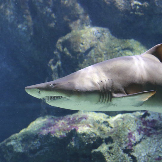 Málaga - Sea Life de Benalmádena