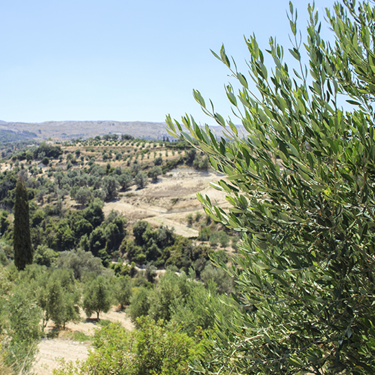 Málaga - Aventura entre olivos. Málaga