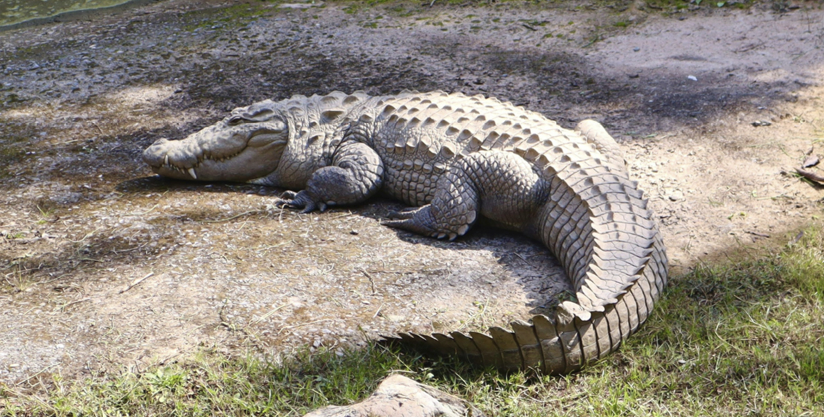 Málaga - Visita al Cocodrilo Park