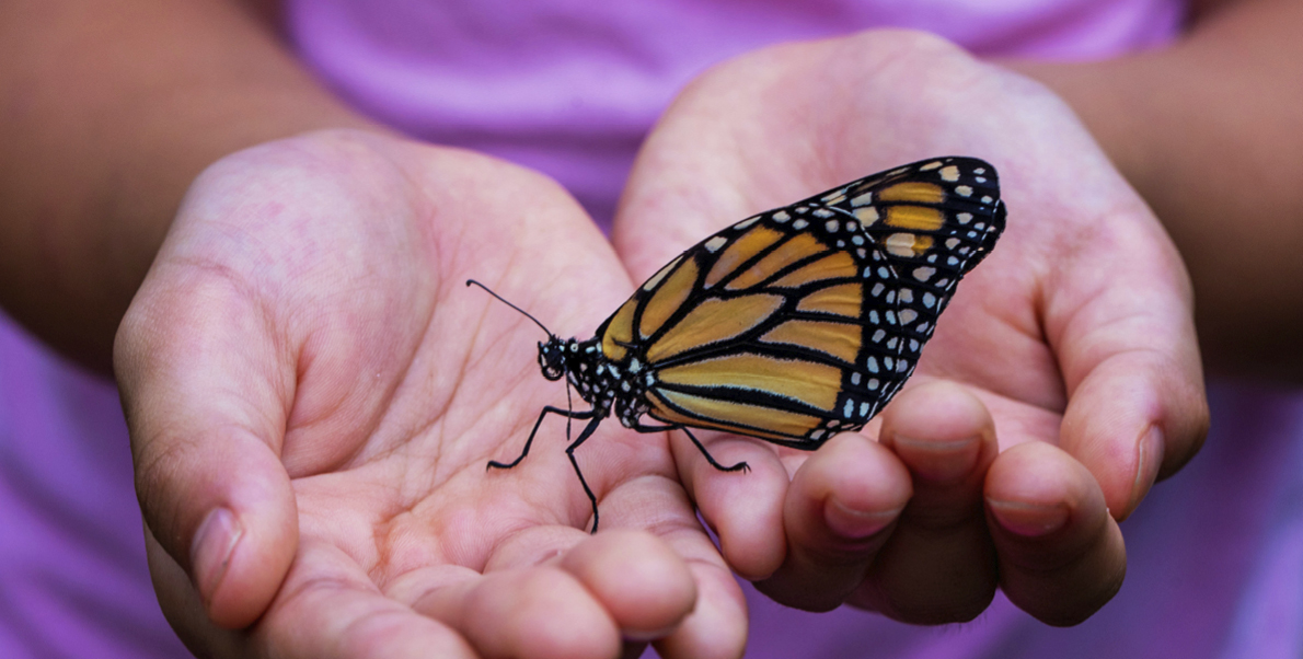 Málaga - Mariposario de Benalmádena