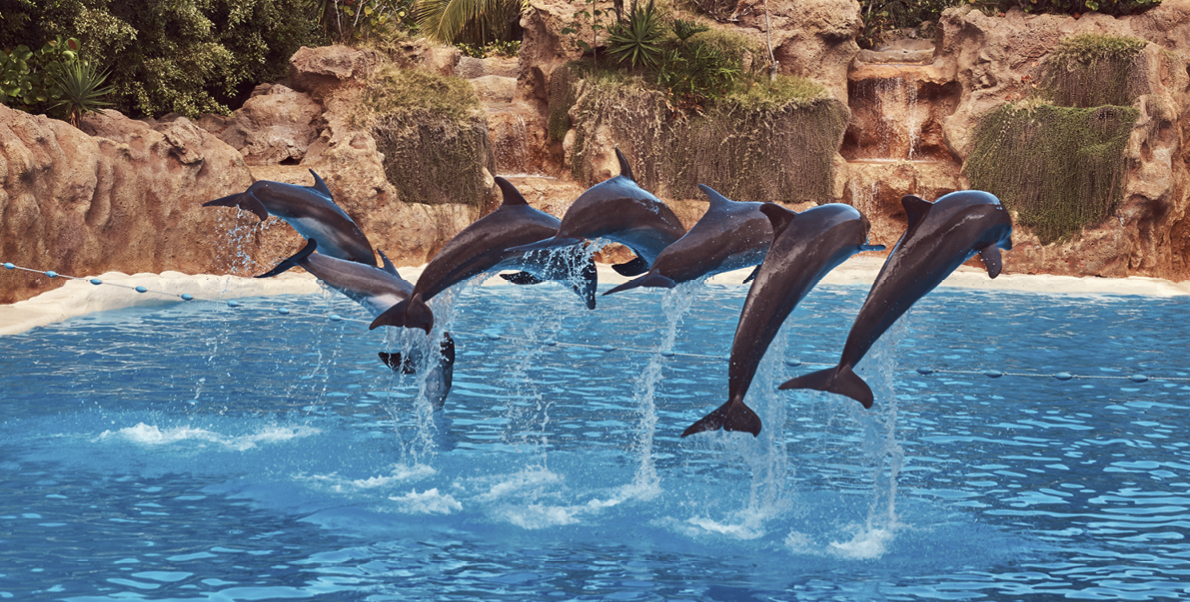 Málaga - Disfruta un Paseo con delfines