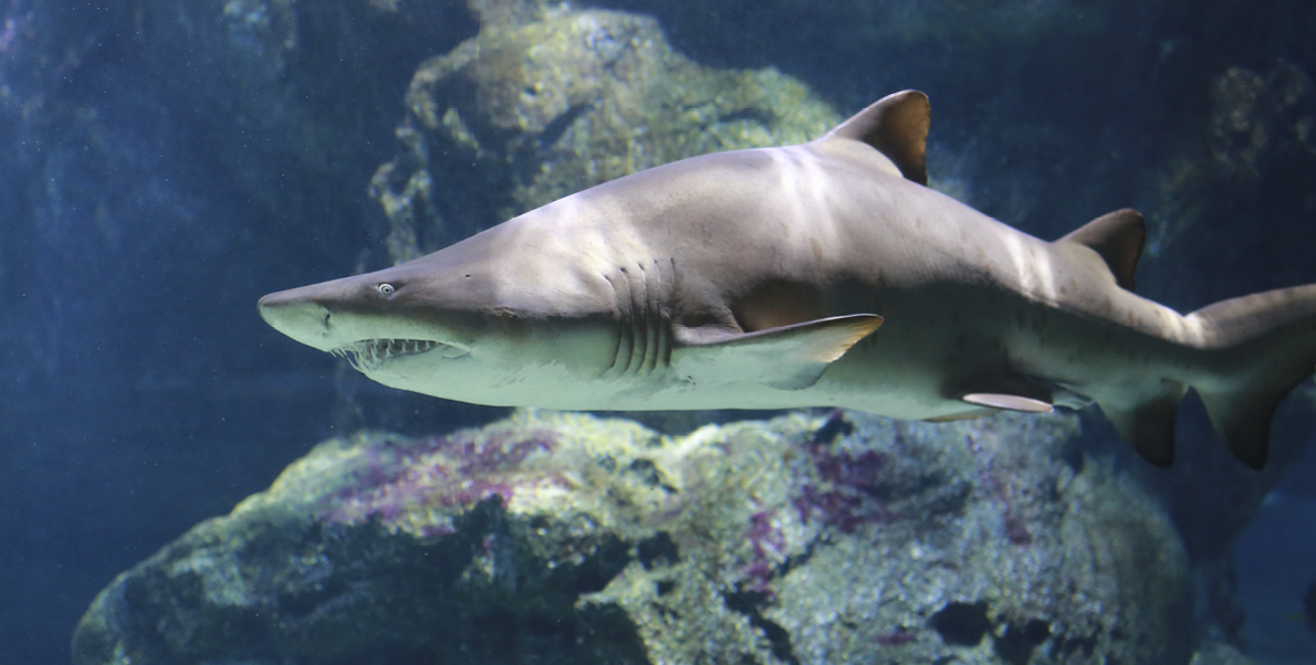 Málaga - Sea Life de Benalmádena