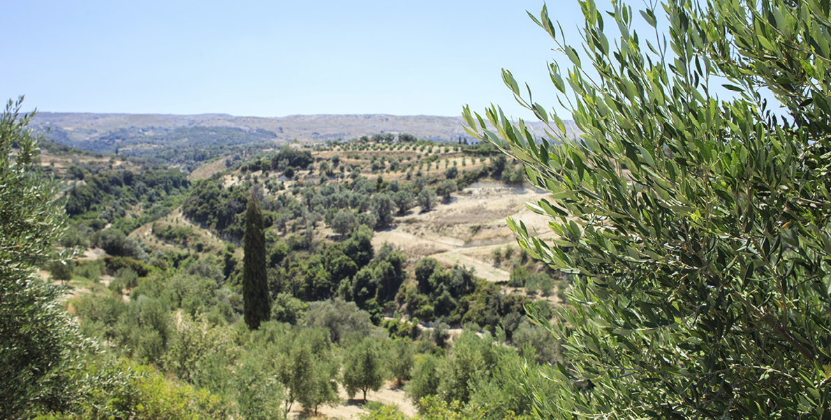 Málaga - Aventura entre olivos. Málaga